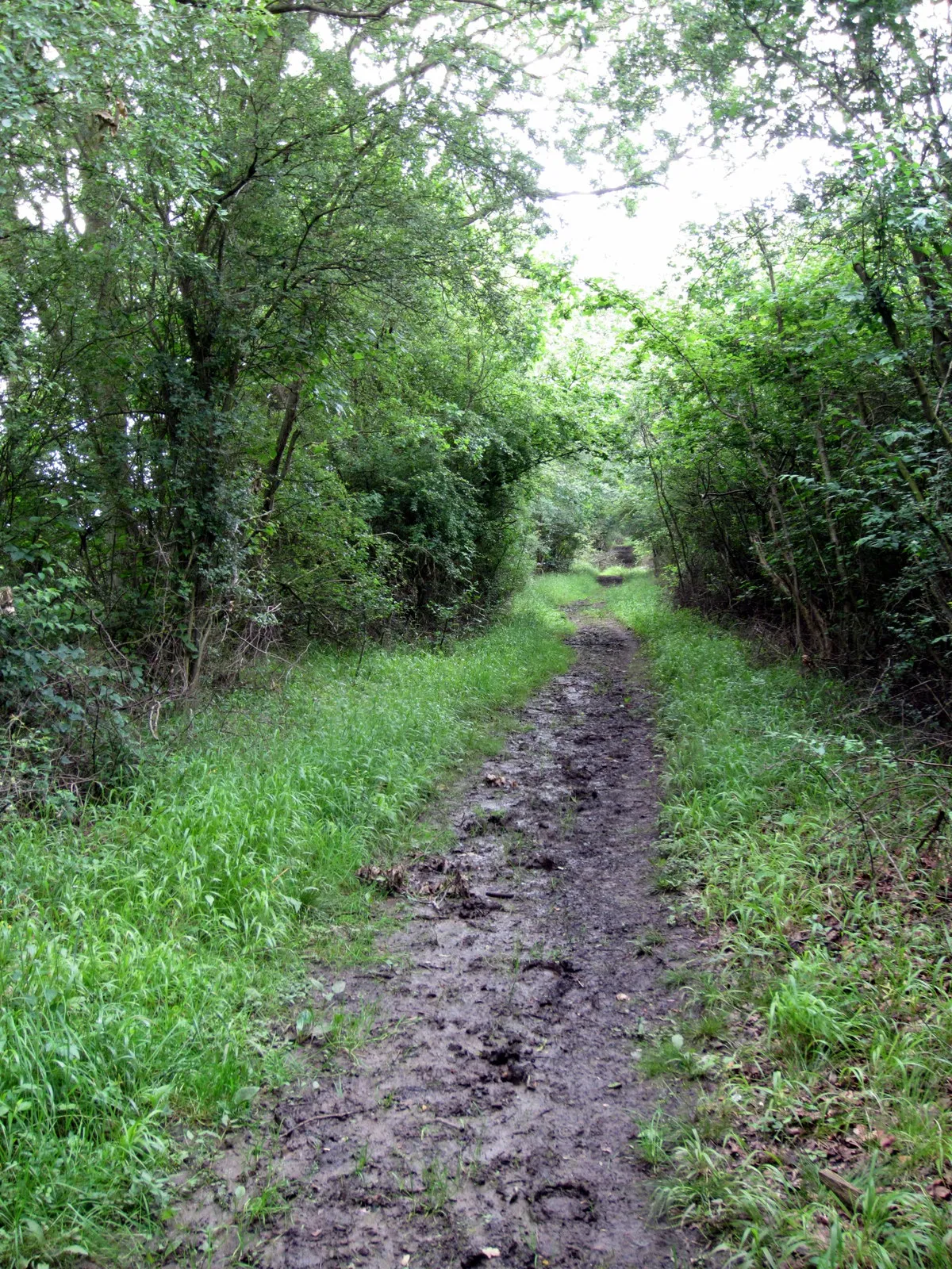 Photo showing: Bridleway in Wicken Woods