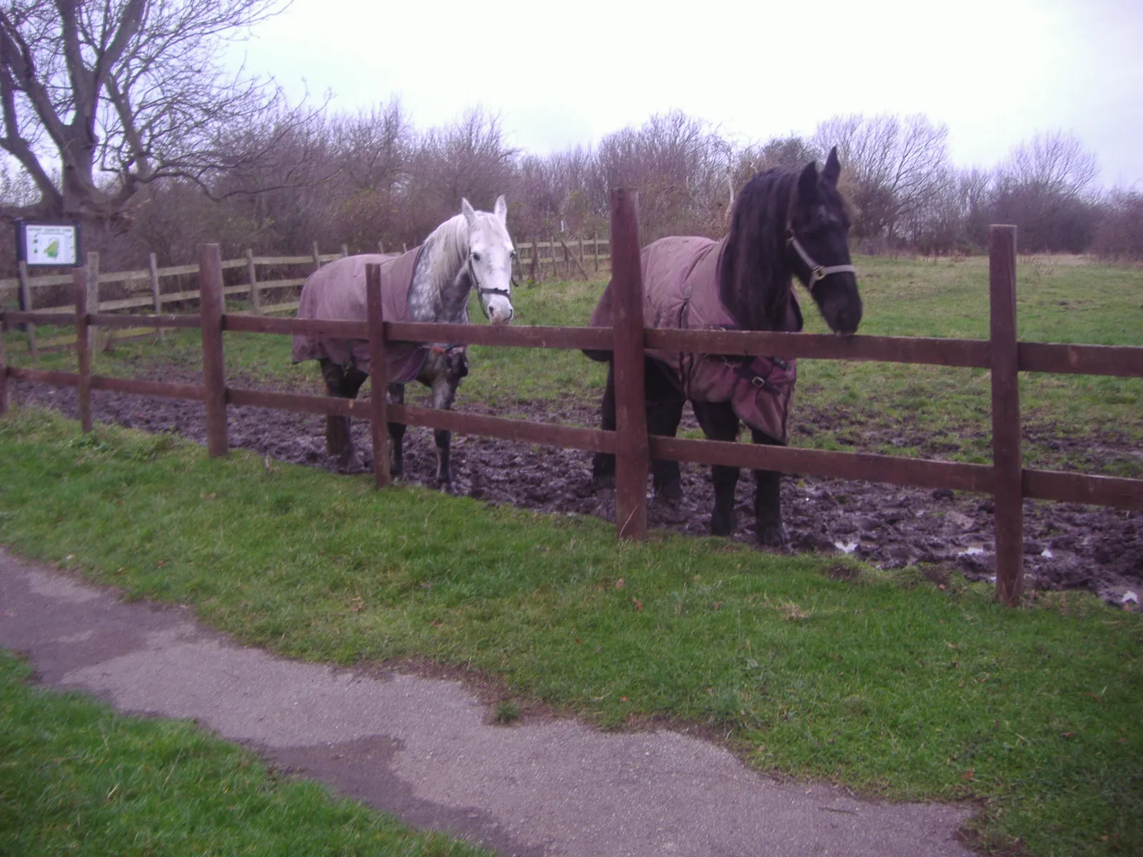 Photo showing: Fryent Country Park horses1