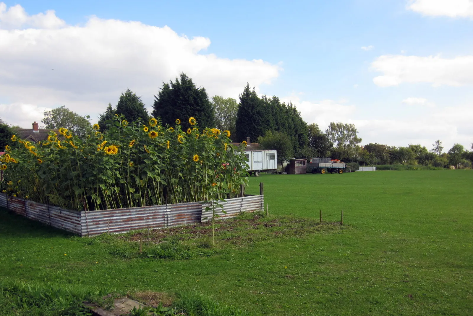 Photo showing: Captured Sunflowers in smallholding