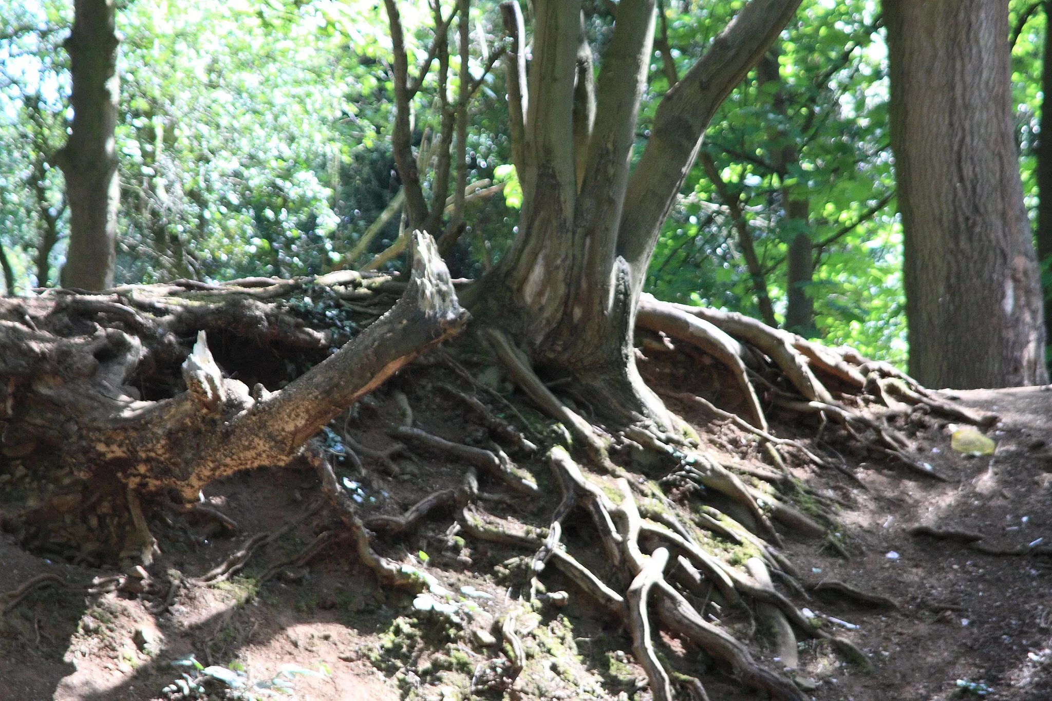 Photo showing: Exposed tree roots at "Red Hills" (or where the fort used to be)