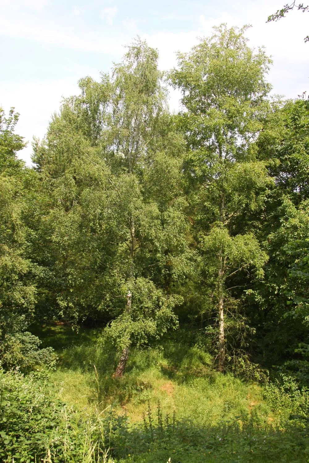 Photo showing: Trees from Deddington Castle