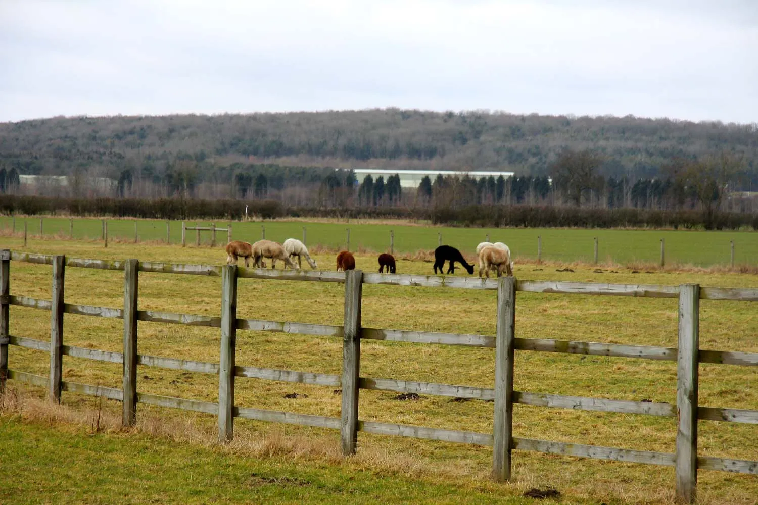 Photo showing: Llamas in a field near Home Farm