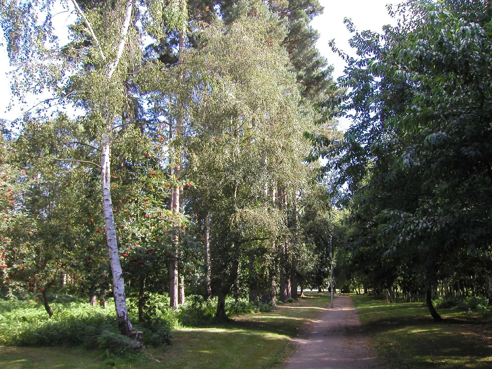 Photo showing: Hanworth, Bracknell, UK. This place reminds me of Finland with all the pine and silver birch trees (and even the odd rowan).