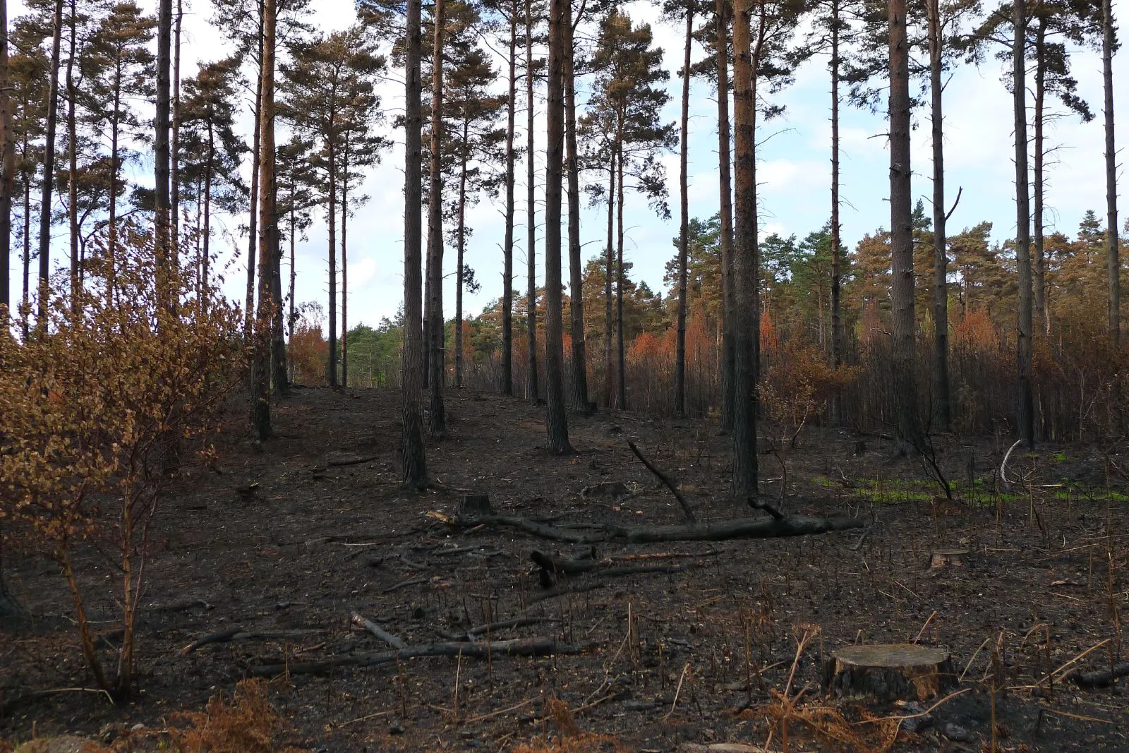 Photo showing: The result of a large forest fire a few weeks ago in Swinley Forest, near Crowthorne, Berks, UK