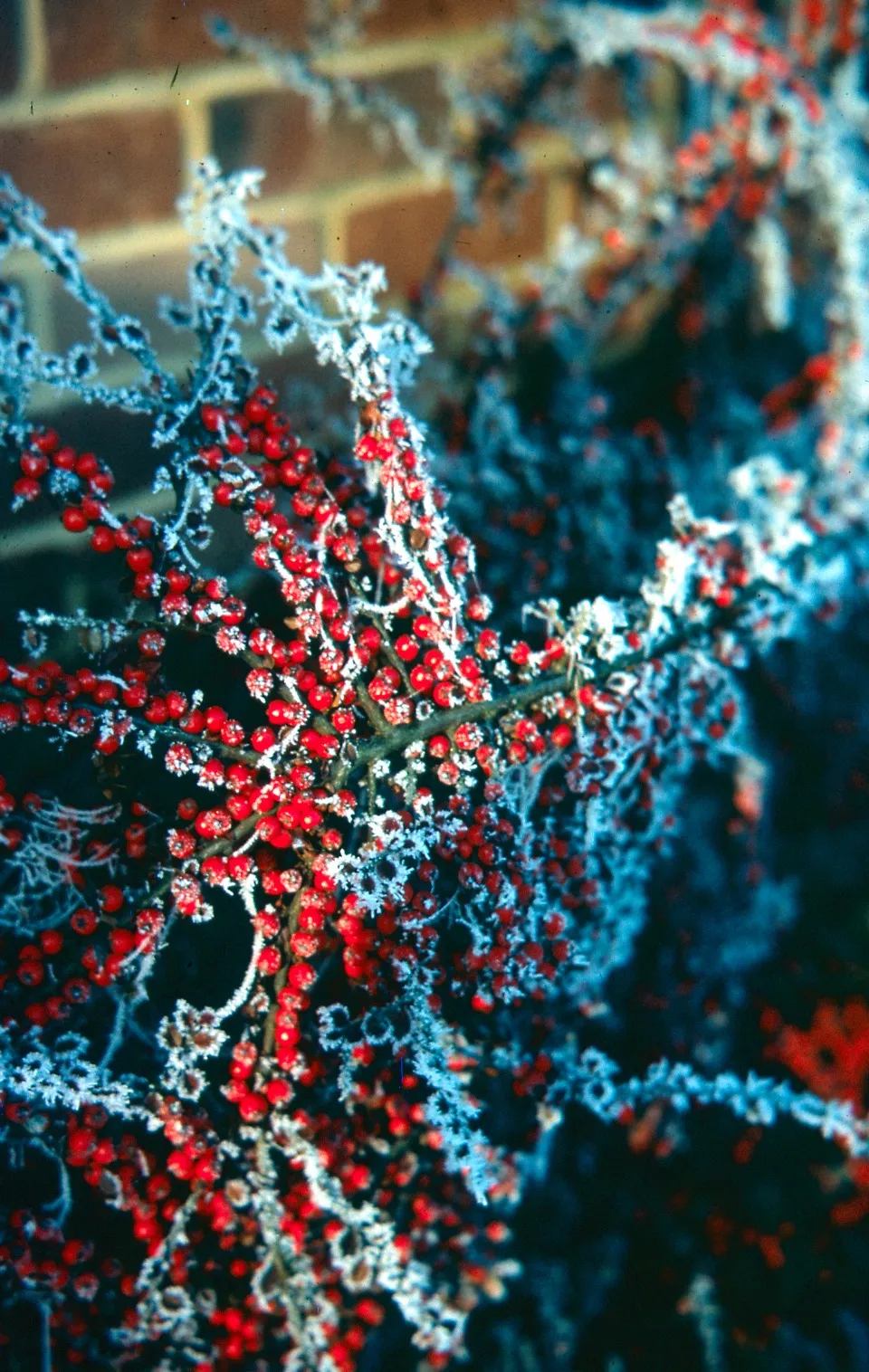 Photo showing: Cotoneaster coated in frost, taken in the harsh winter of 1963 in Bracknell, UK. This photo was taken by my late mother, and is scanned in from a 35mm transparency.