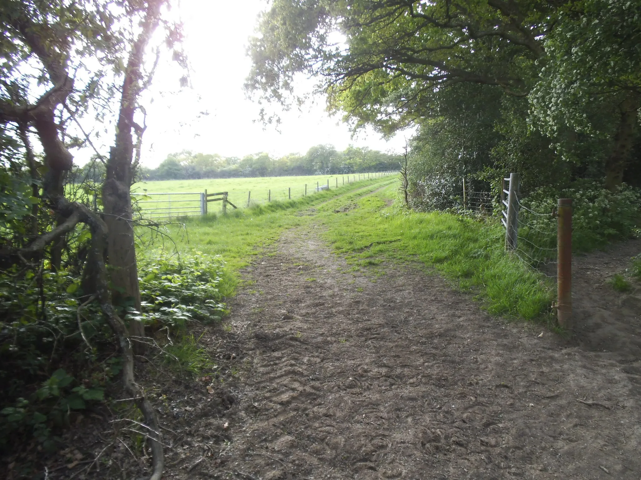 Photo showing: Path by Barnet Gate Wood