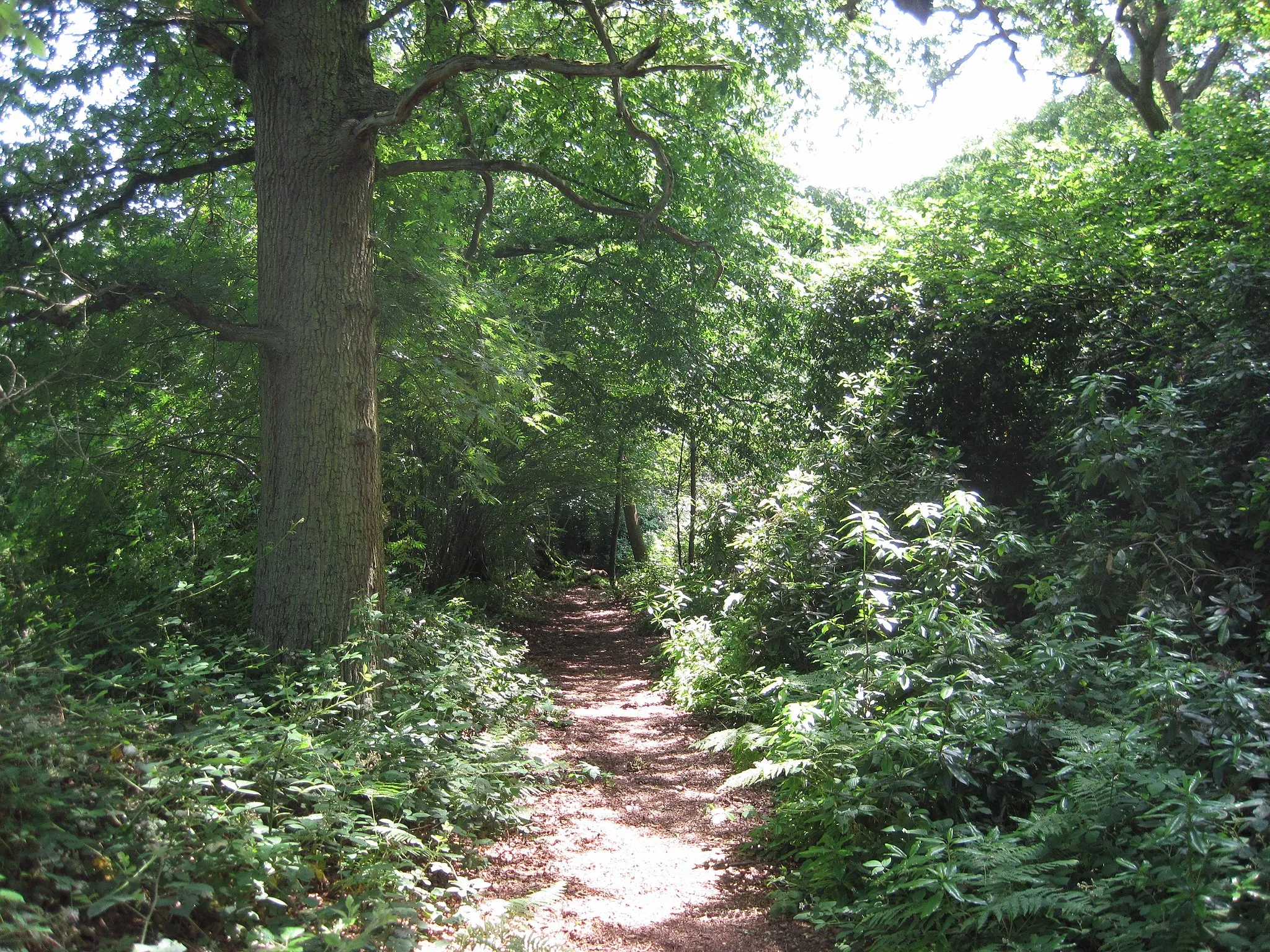 Photo showing: Barnet Gate Wood, Arkley, Barnet, London