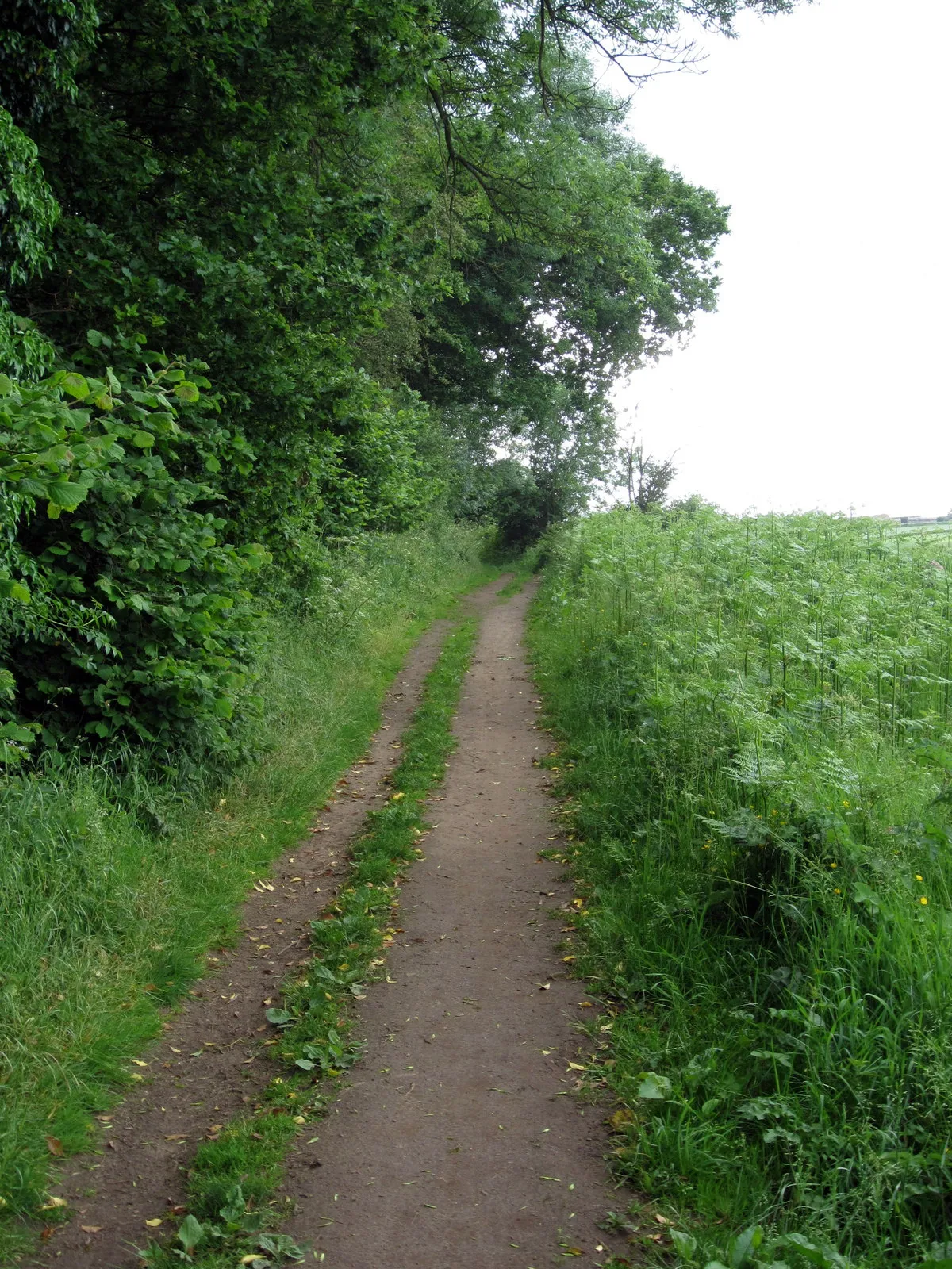 Photo showing: Bridleway to Wood Farm