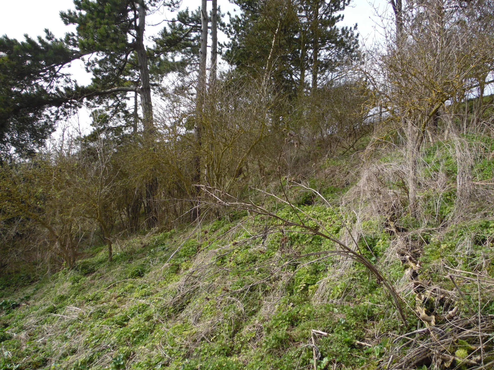 Photo showing: Blewburton Hill - Iron Age hillfort in Oxfordshire. South rampart.