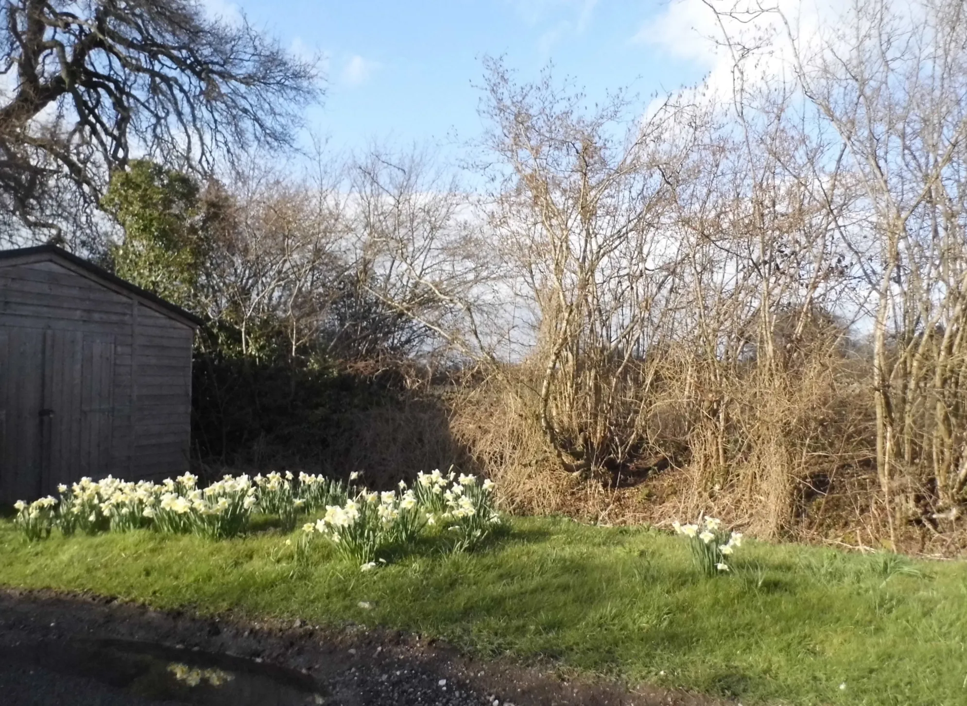 Photo showing: Daffodils on Hartley Lane, Hartley Wespall