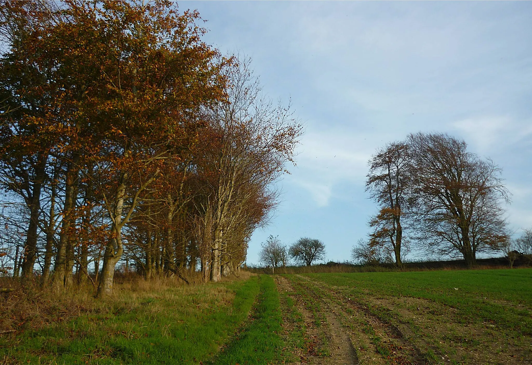 Photo showing: Arable farmland with banks of trees