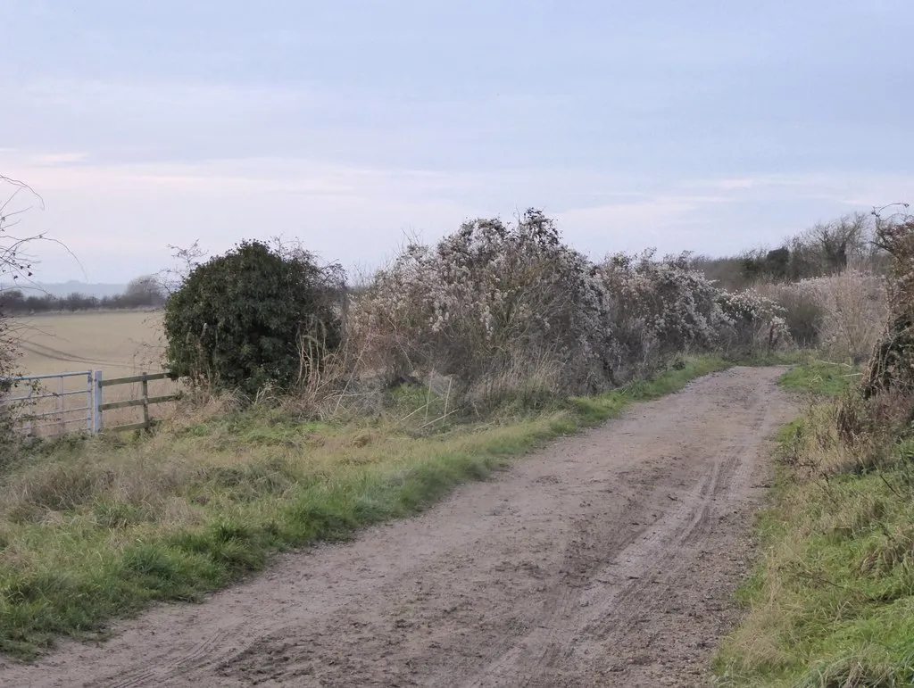 Photo showing: Along the Ridgeway in December