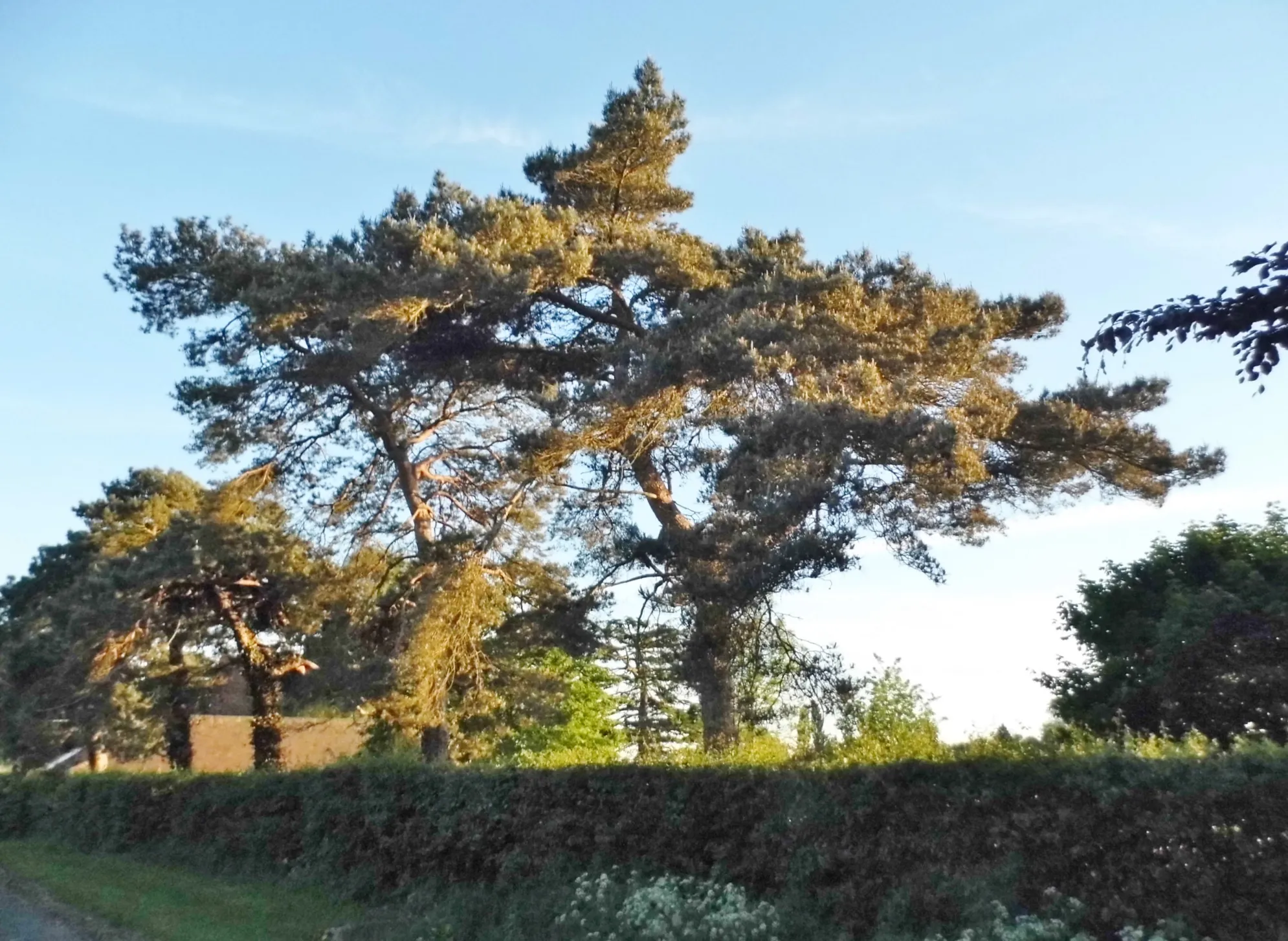 Photo showing: Conifers on Northampton Road, Lathbury