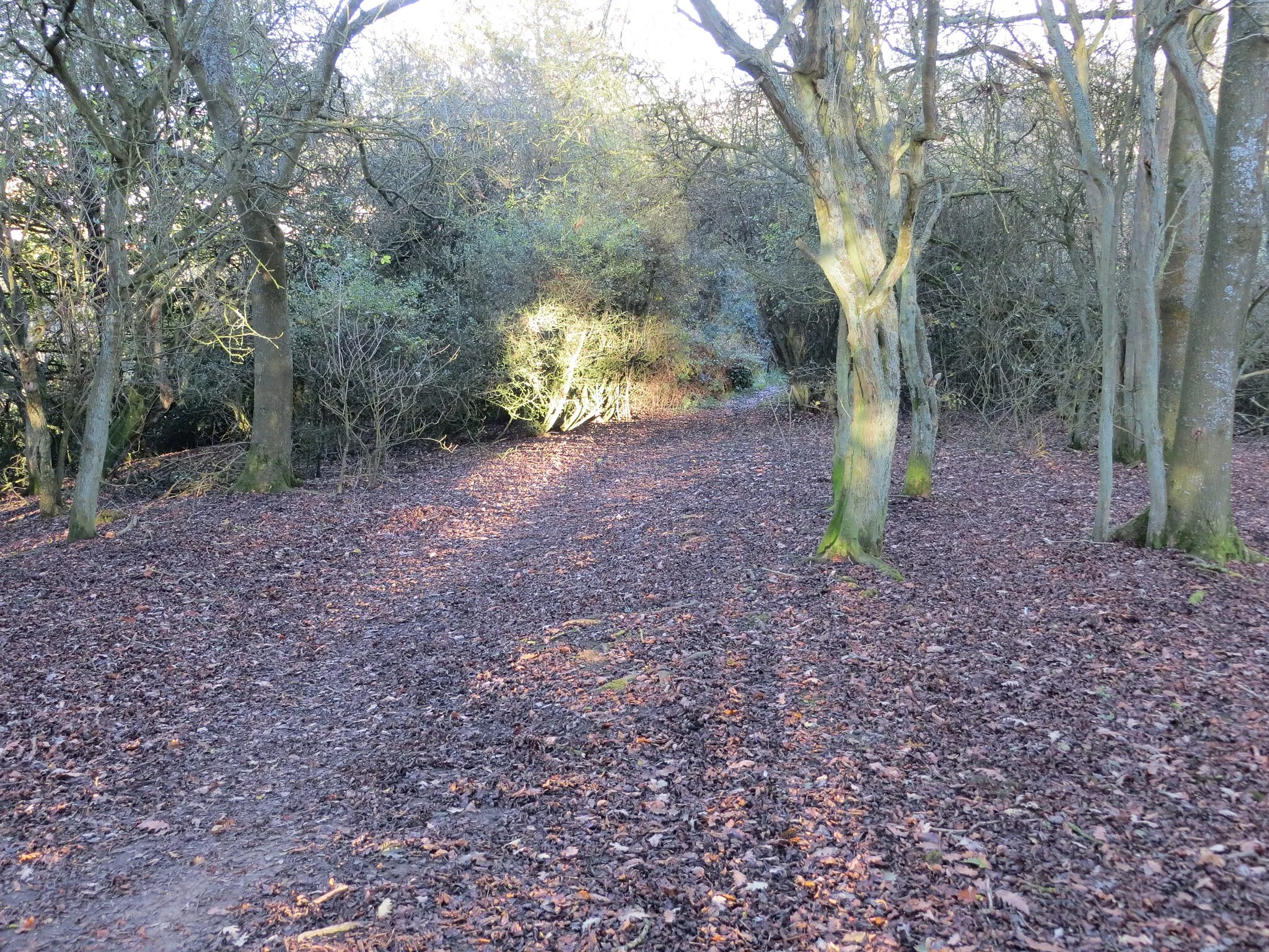 Photo showing: Woodland footpath descending Crouch Hill