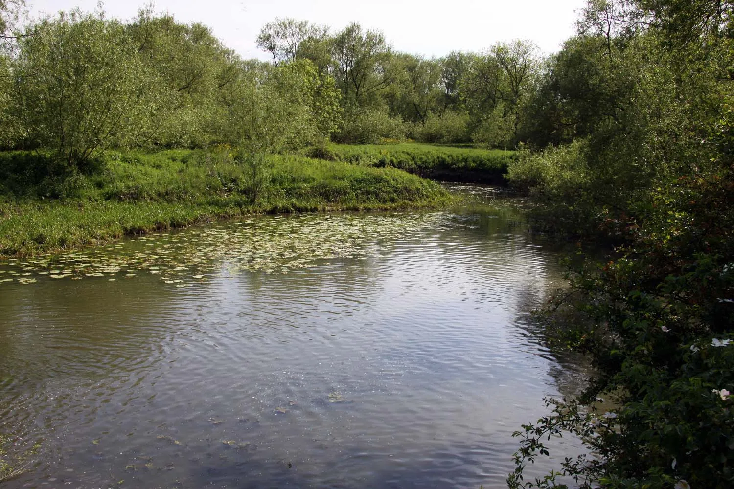 Photo showing: A backwater of the Thames at Sandford