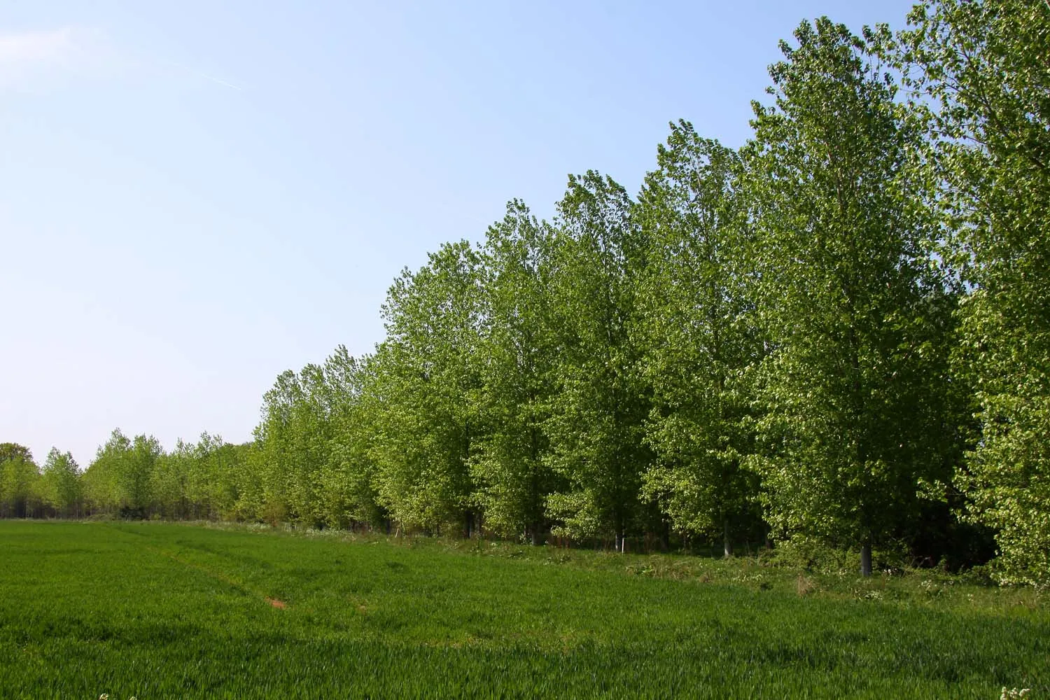 Photo showing: A stand of trees by Berinsfield