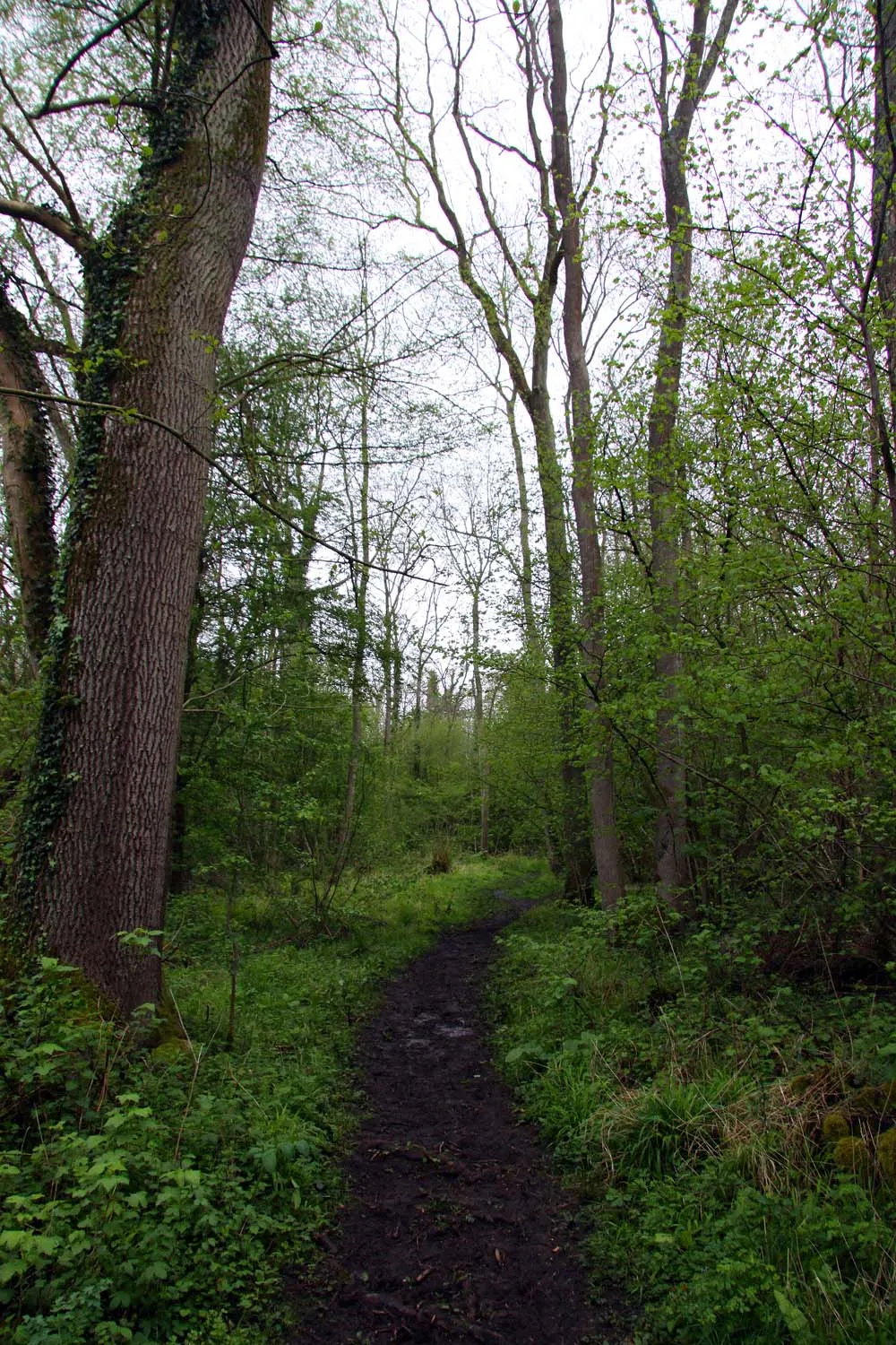 Photo showing: A footpath through Moor Copse