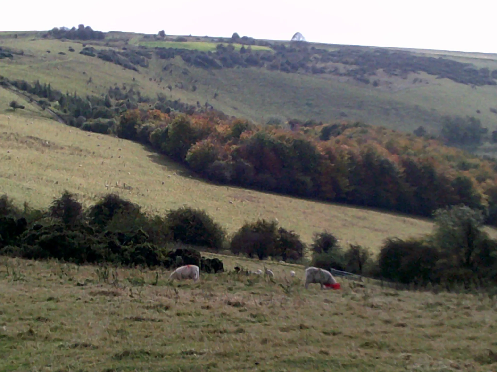 Photo showing: Combe Hill, Berkshire. A photo that shows the combe that gives the hill its name.