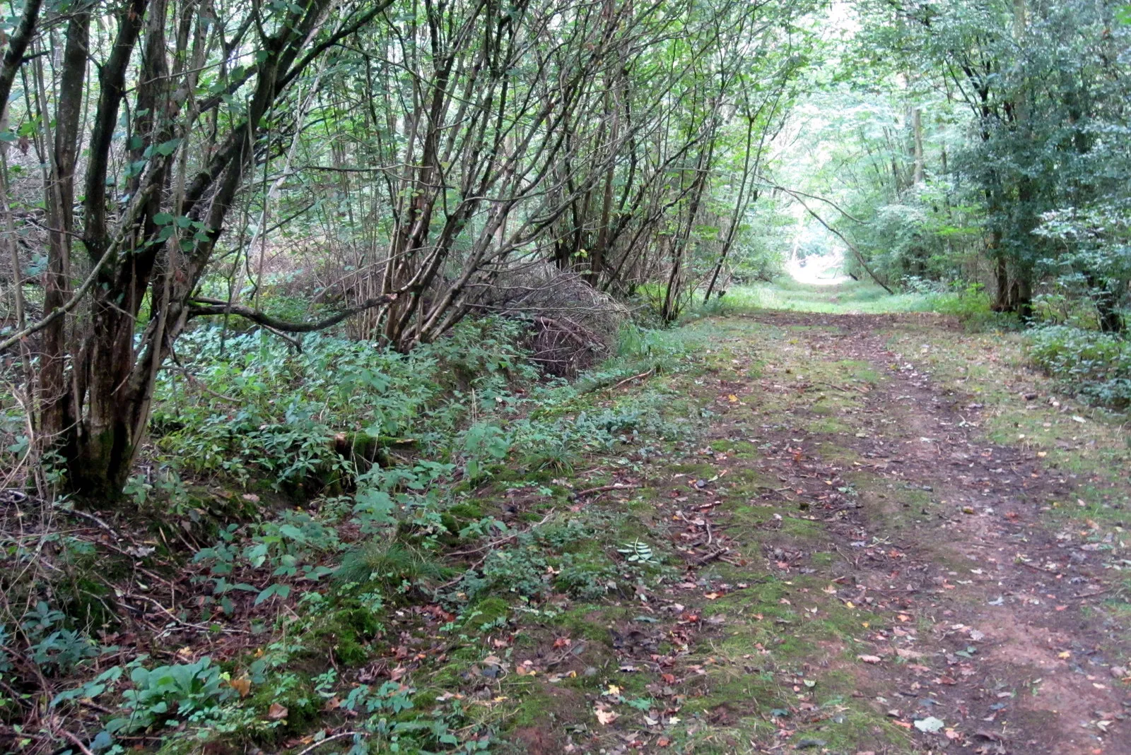 Photo showing: A track in the wood