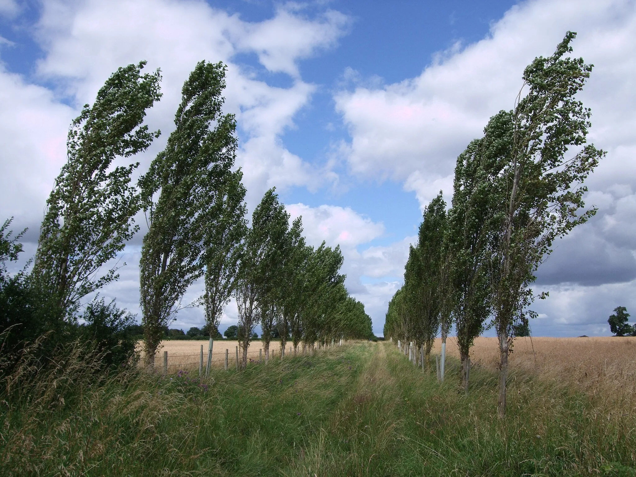 Photo showing: Avenue of poplars, D'Arcy Dalton Way, near Watchfield