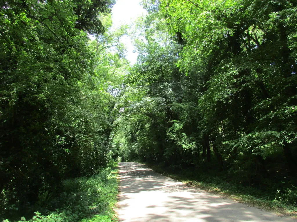 Photo showing: Cockley Road passing through Cockley Brake