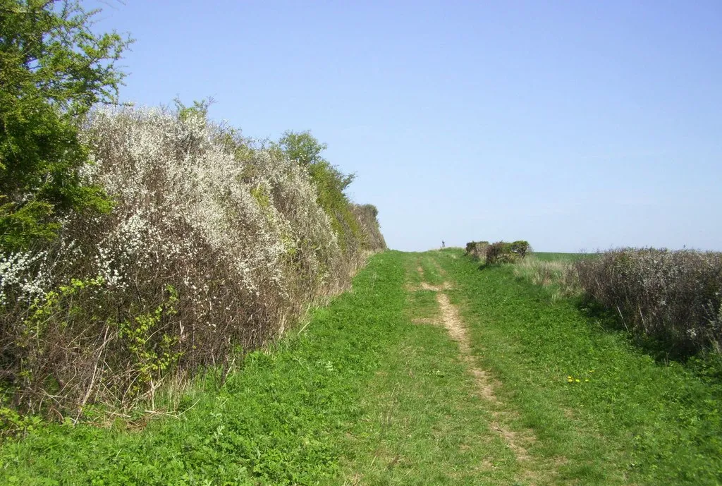 Photo showing: Blackthorn on the Byway