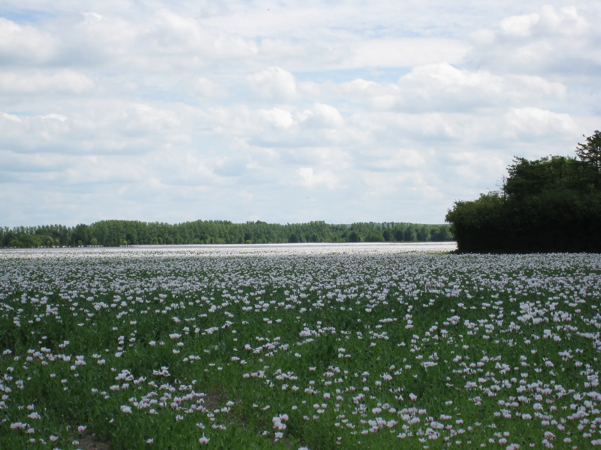 Photo showing: Field at Harwell, Oxfordshire where opium poppies were being grown for medicinal use