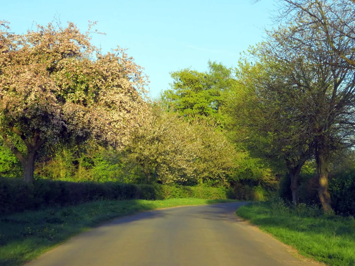 Photo showing: A bend in the road to Chadlington