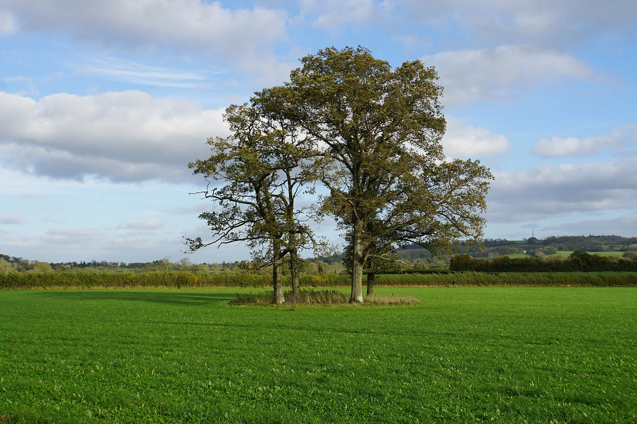 Photo showing: A stand of trees in a field