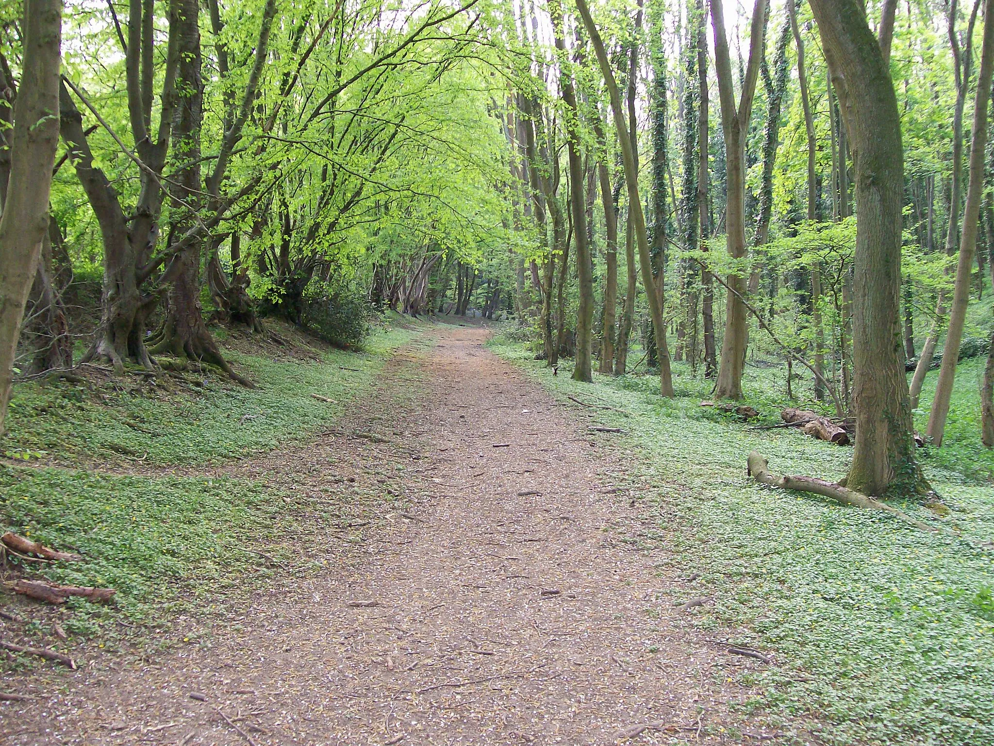 Photo showing: Blackwell Stubbs Wood