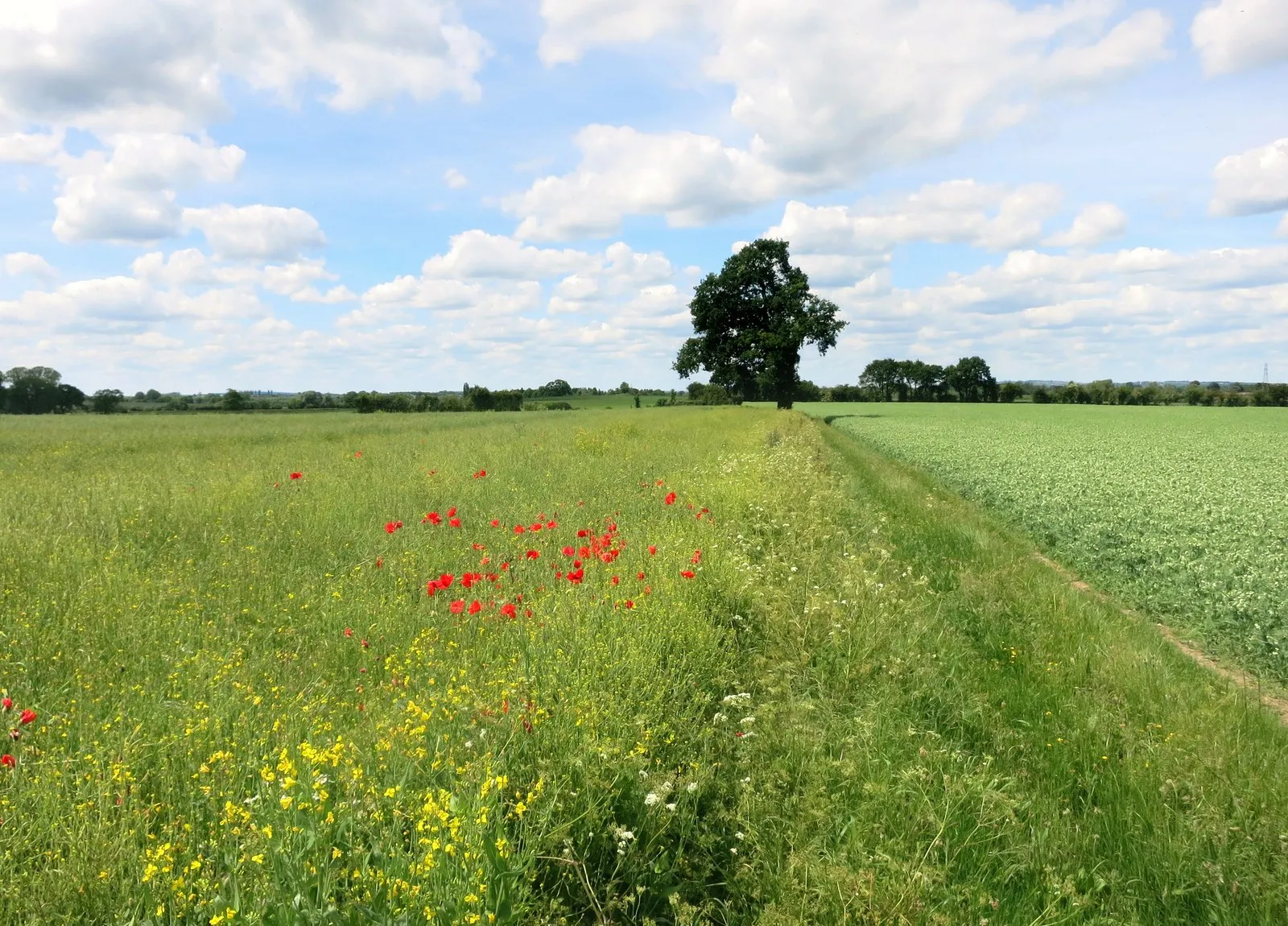 Photo showing: A Few Poppies