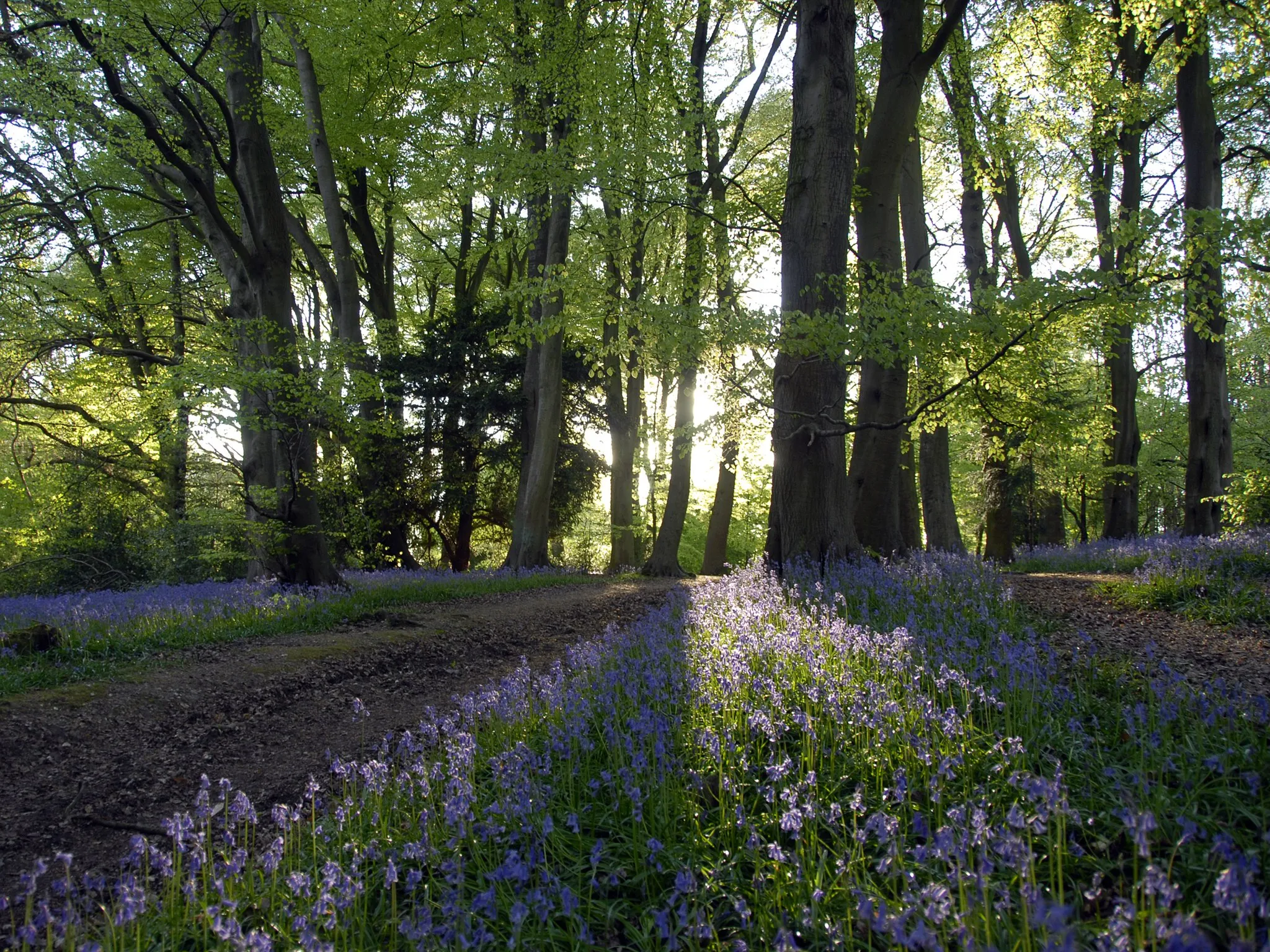 Photo showing: Bluebells in Bradenham Woods, Buckinghamshire