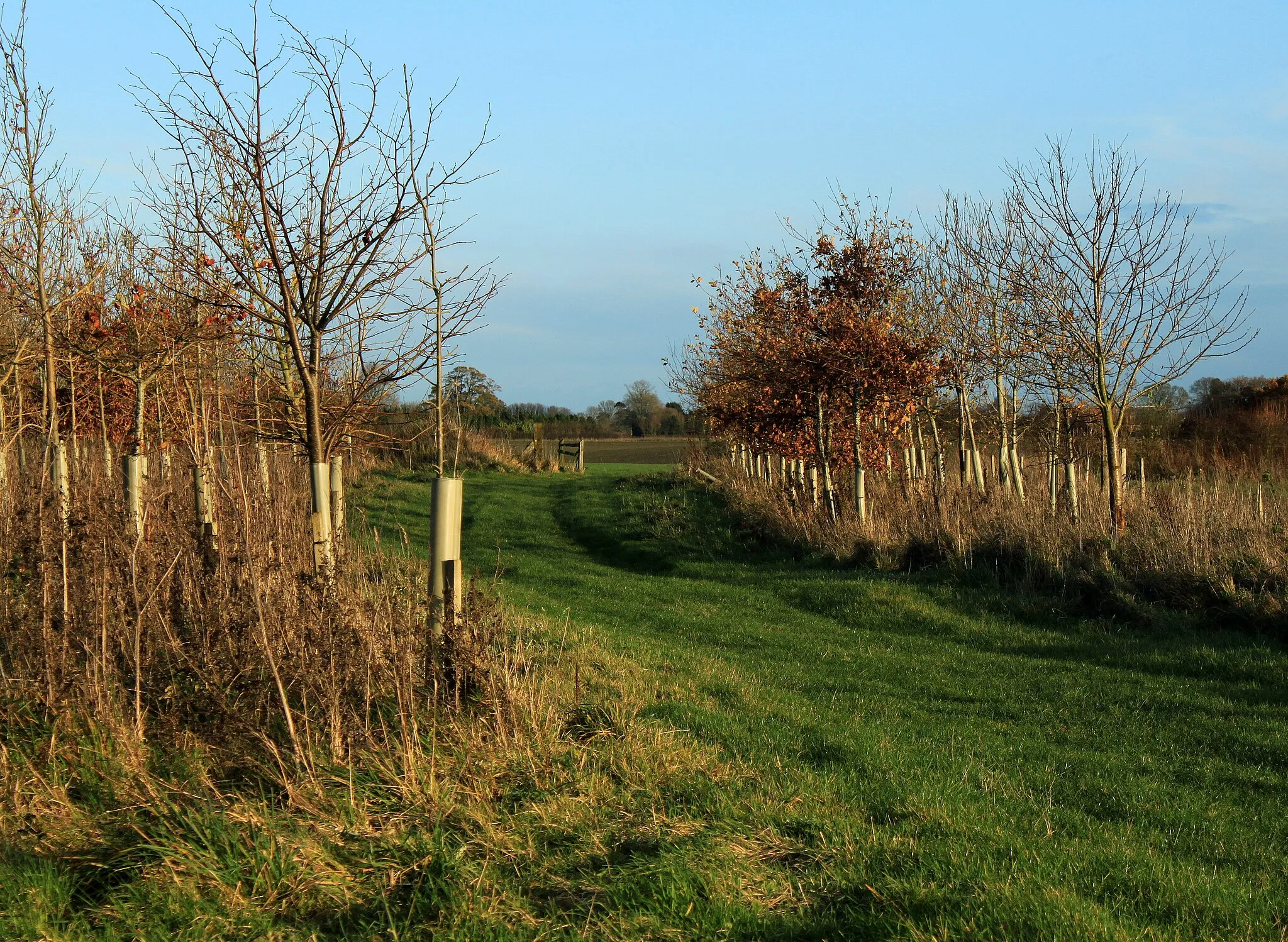 Photo showing: 2011 : Plantation and track north of Conygre Farm