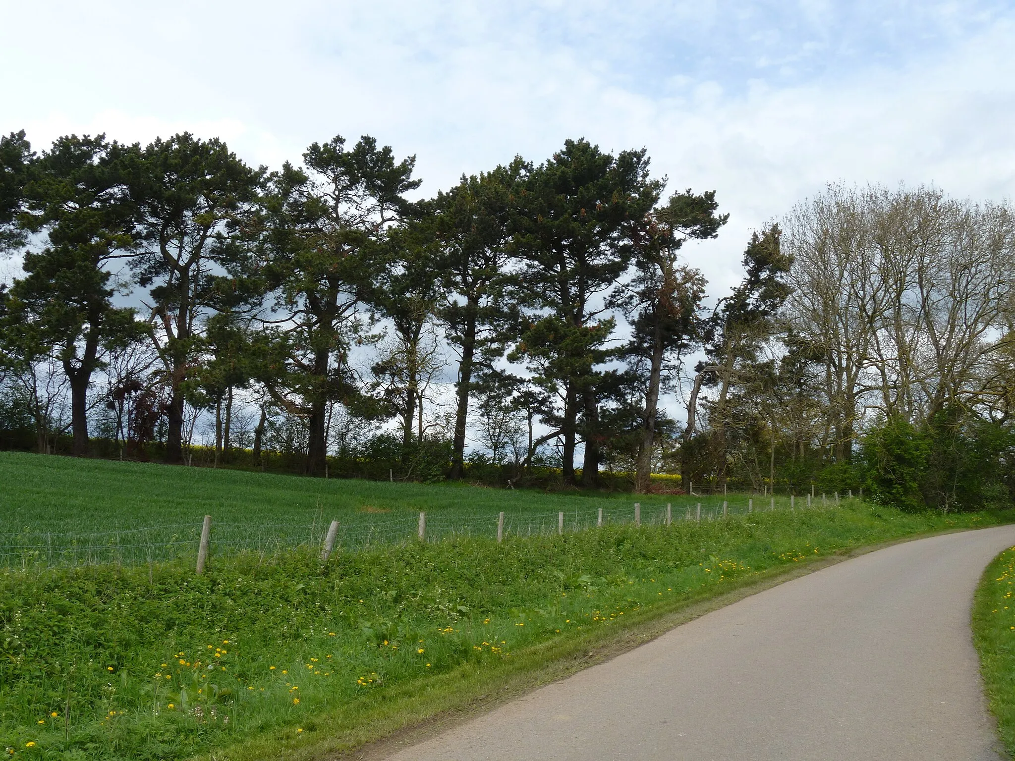 Photo showing: Barton Firs