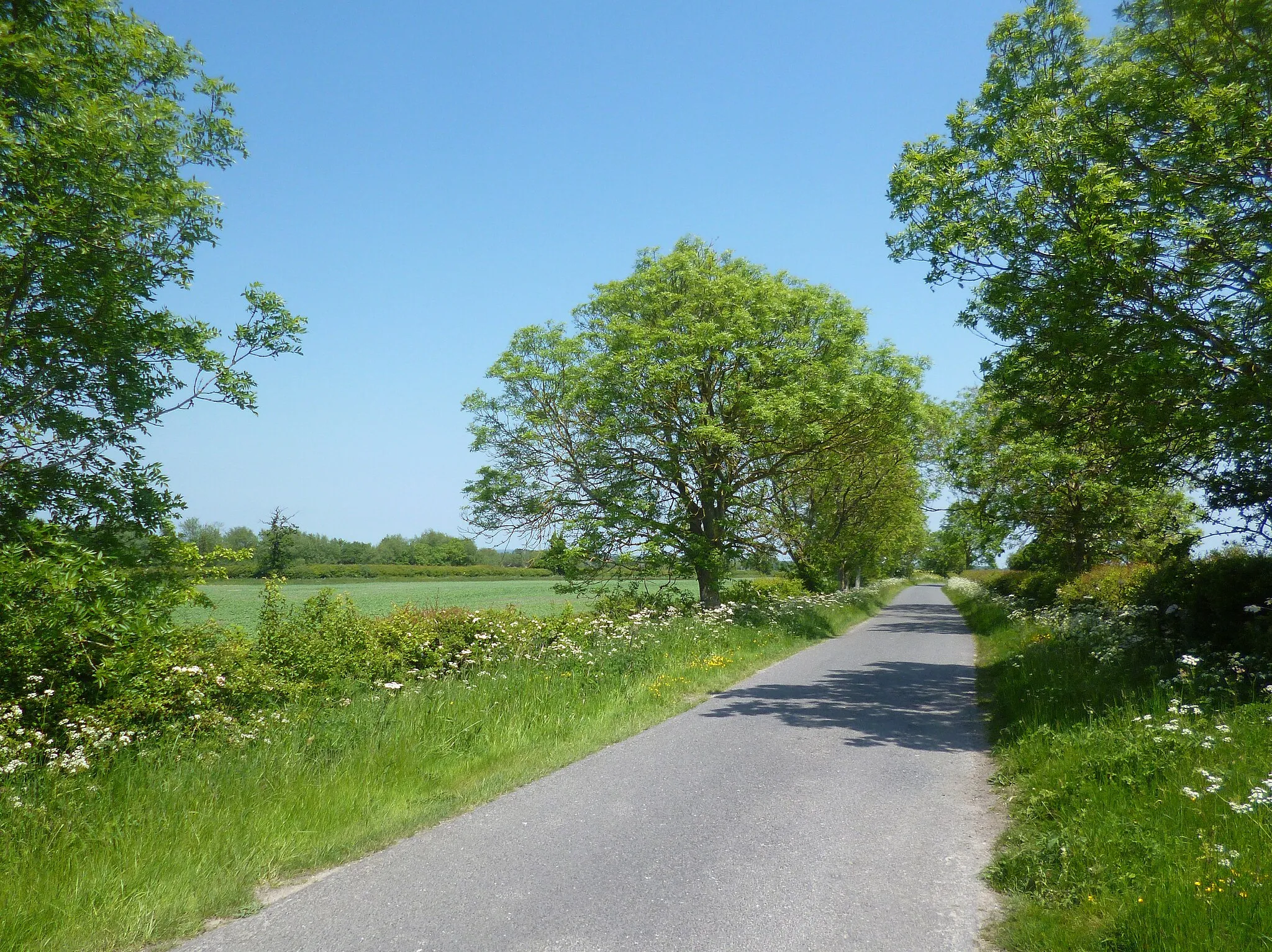 Photo showing: A Leafy Lane