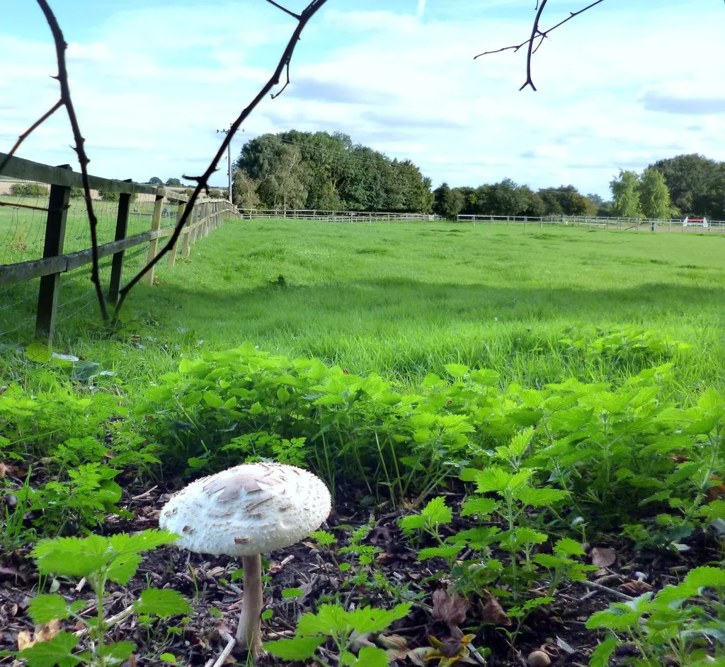 Photo showing: Parasol Mushroom, North Stanmore Farm