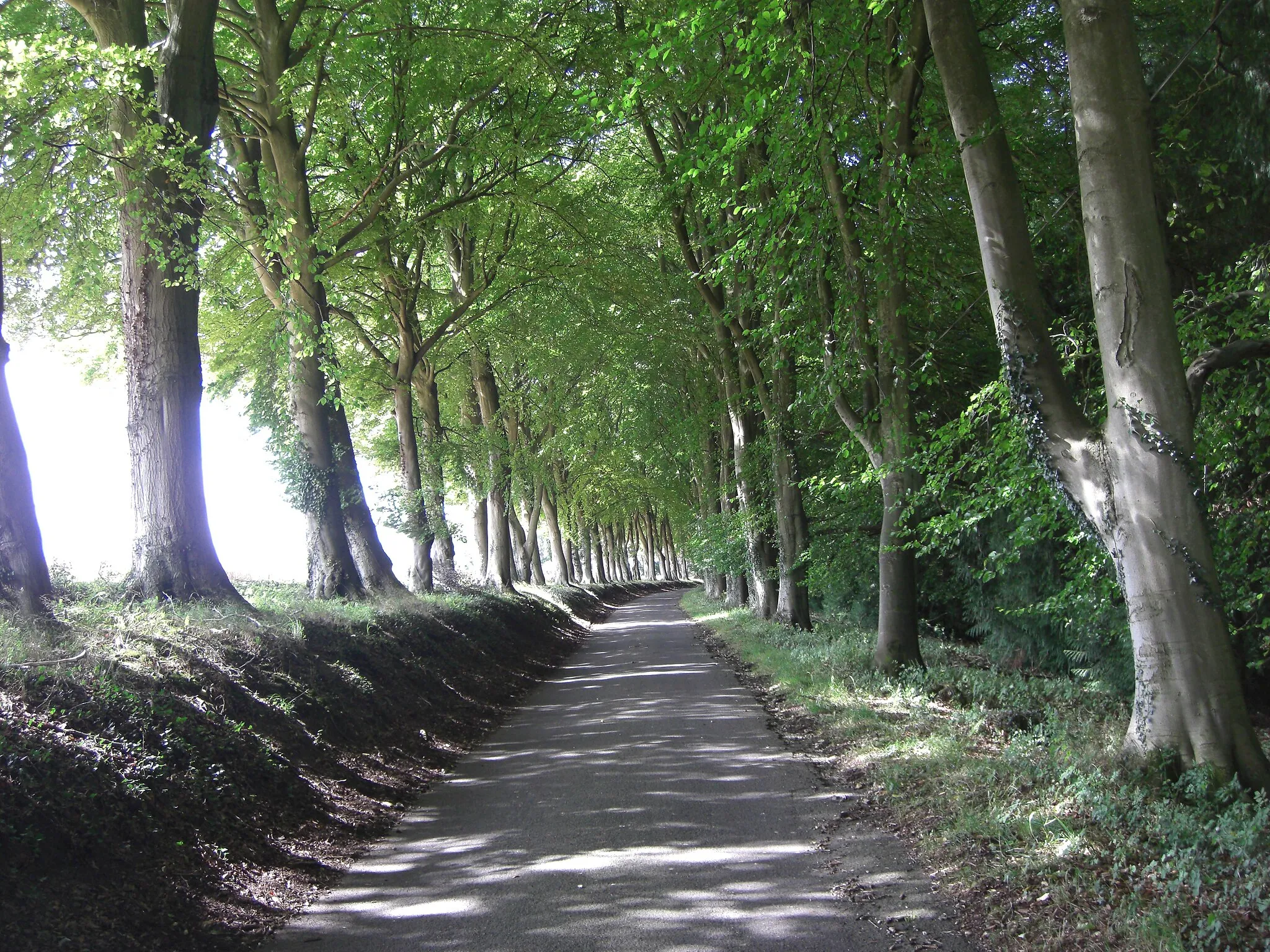 Photo showing: Avenue of beech trees on Bradley Hill