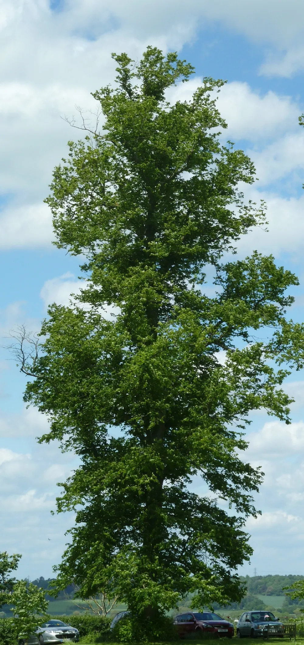 Photo showing: Tall lime tree