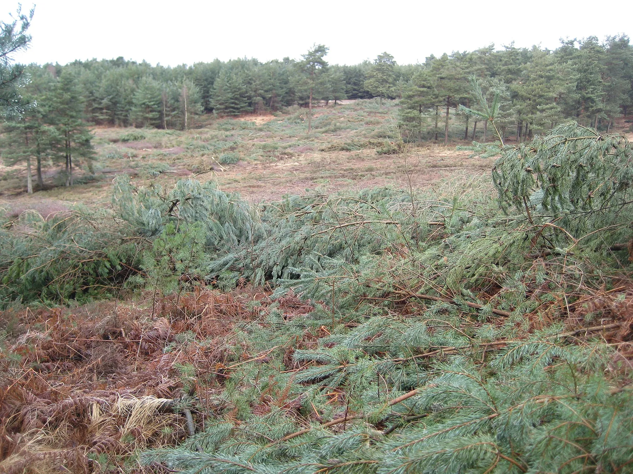 Photo showing: Forestry operations near Mytchett