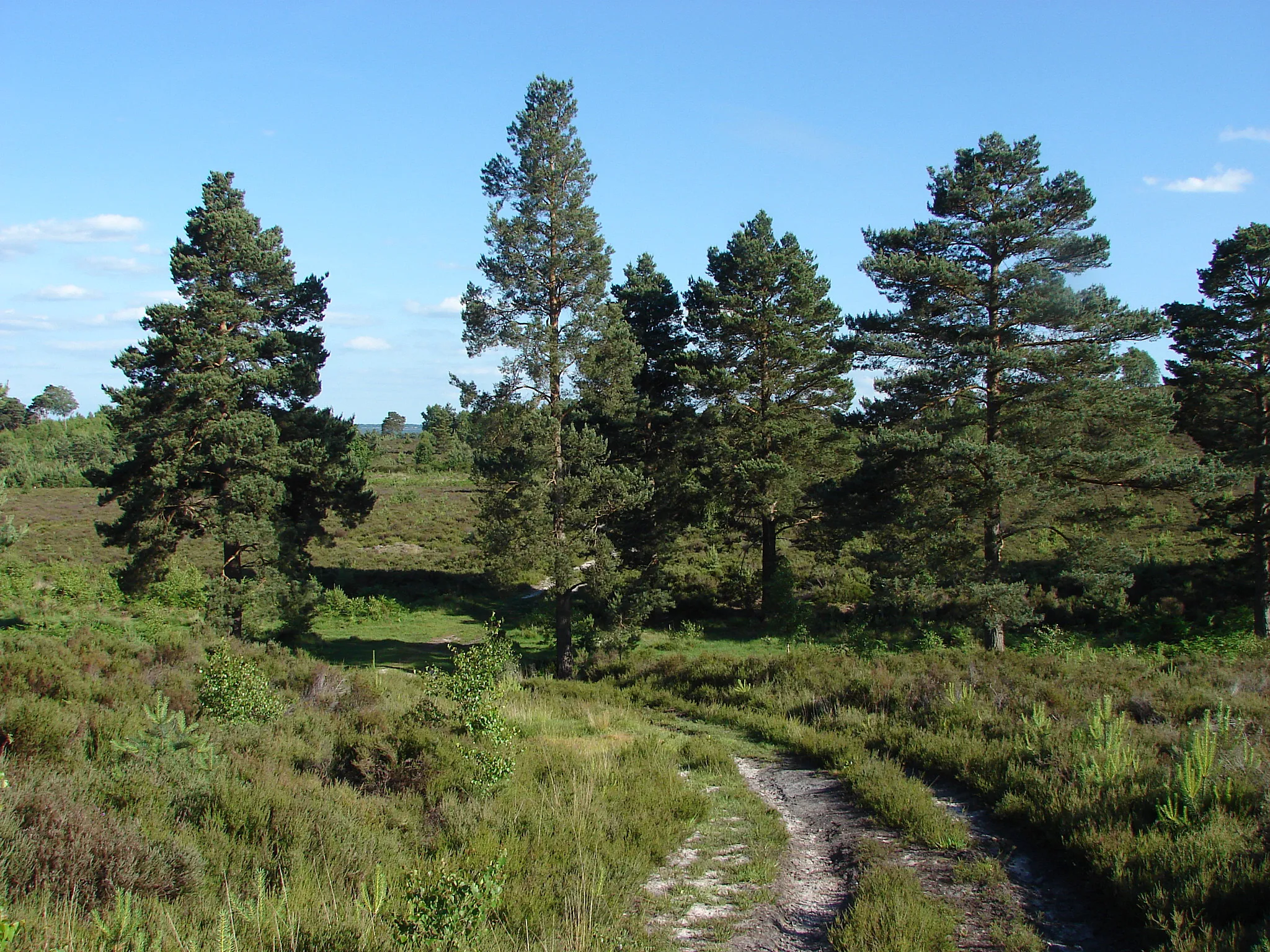 Photo showing: Pine trees, Ash Ranges