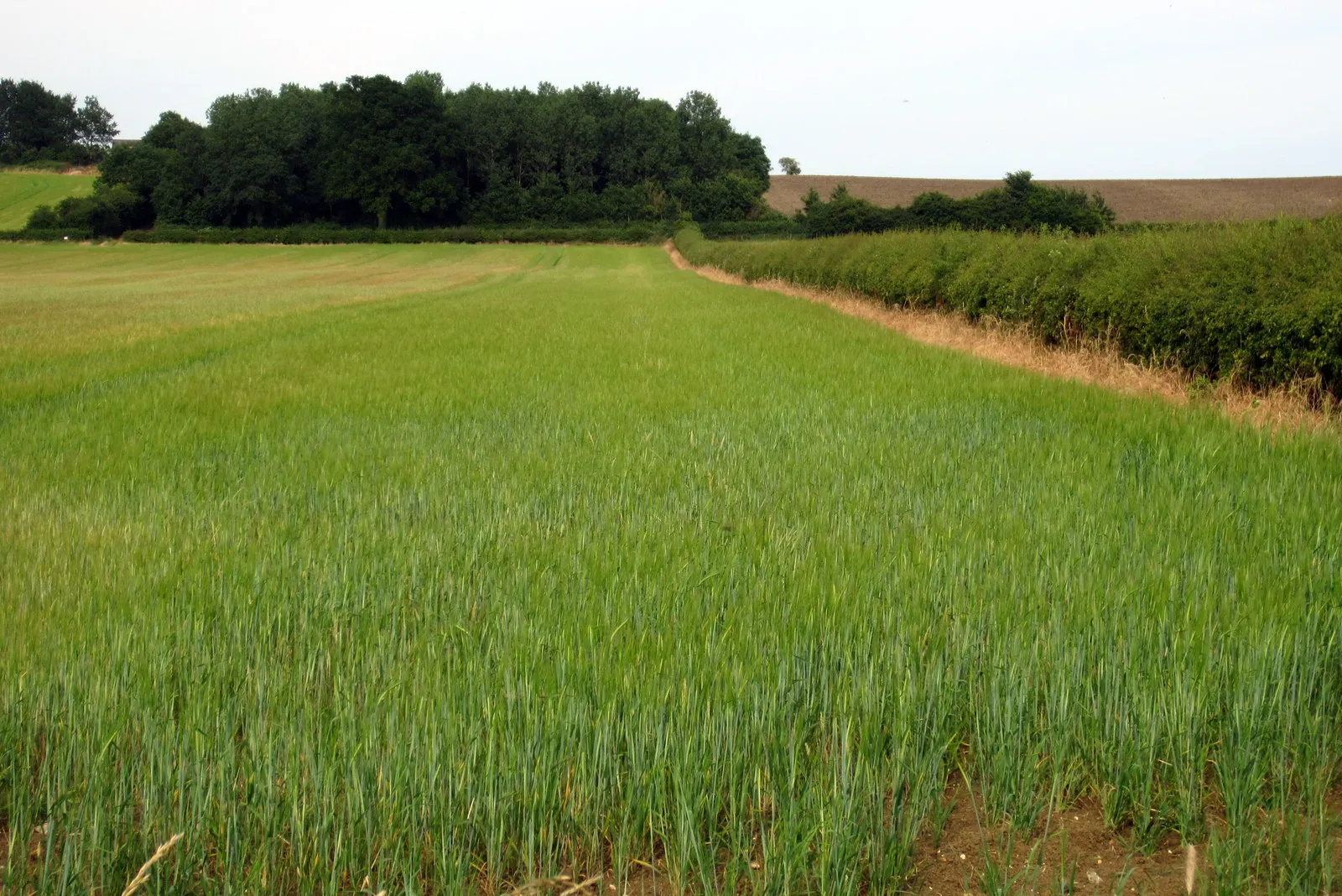 Photo showing: Barley and spinney by Maynes Hill Farm