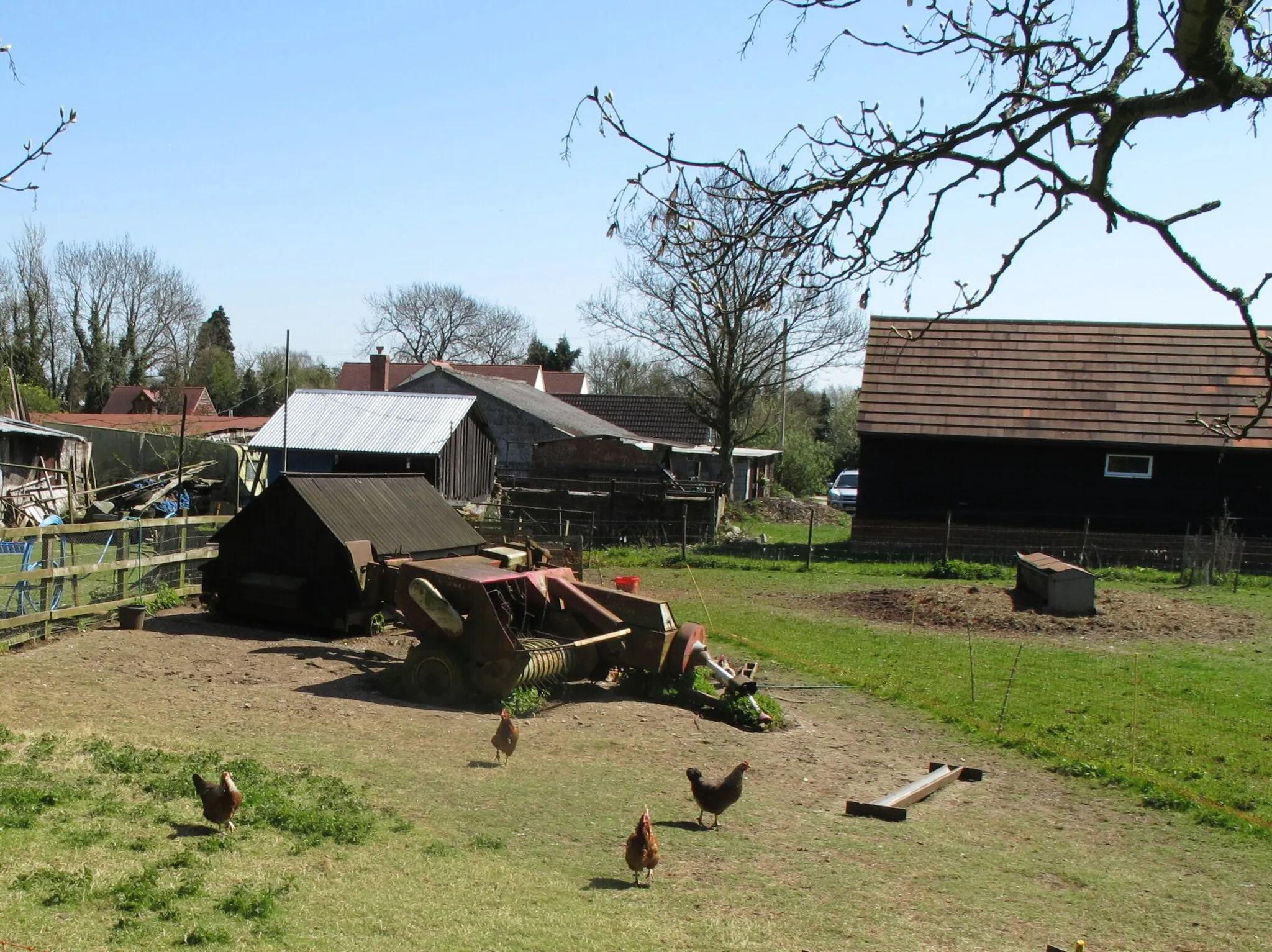 Photo showing: Chickens on farm at Bledlow Ridge