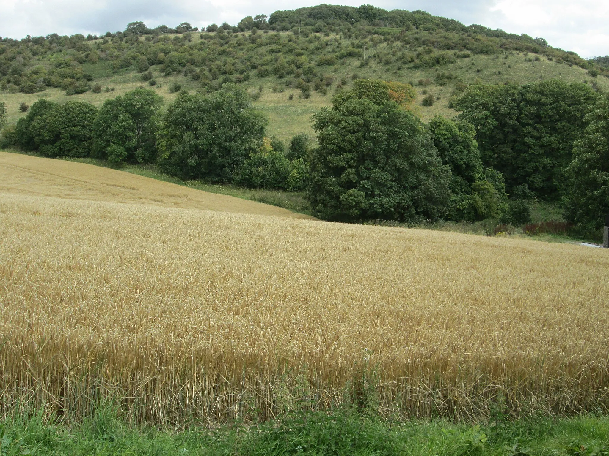 Photo showing: Haydown Hill from near to Hippenscombe