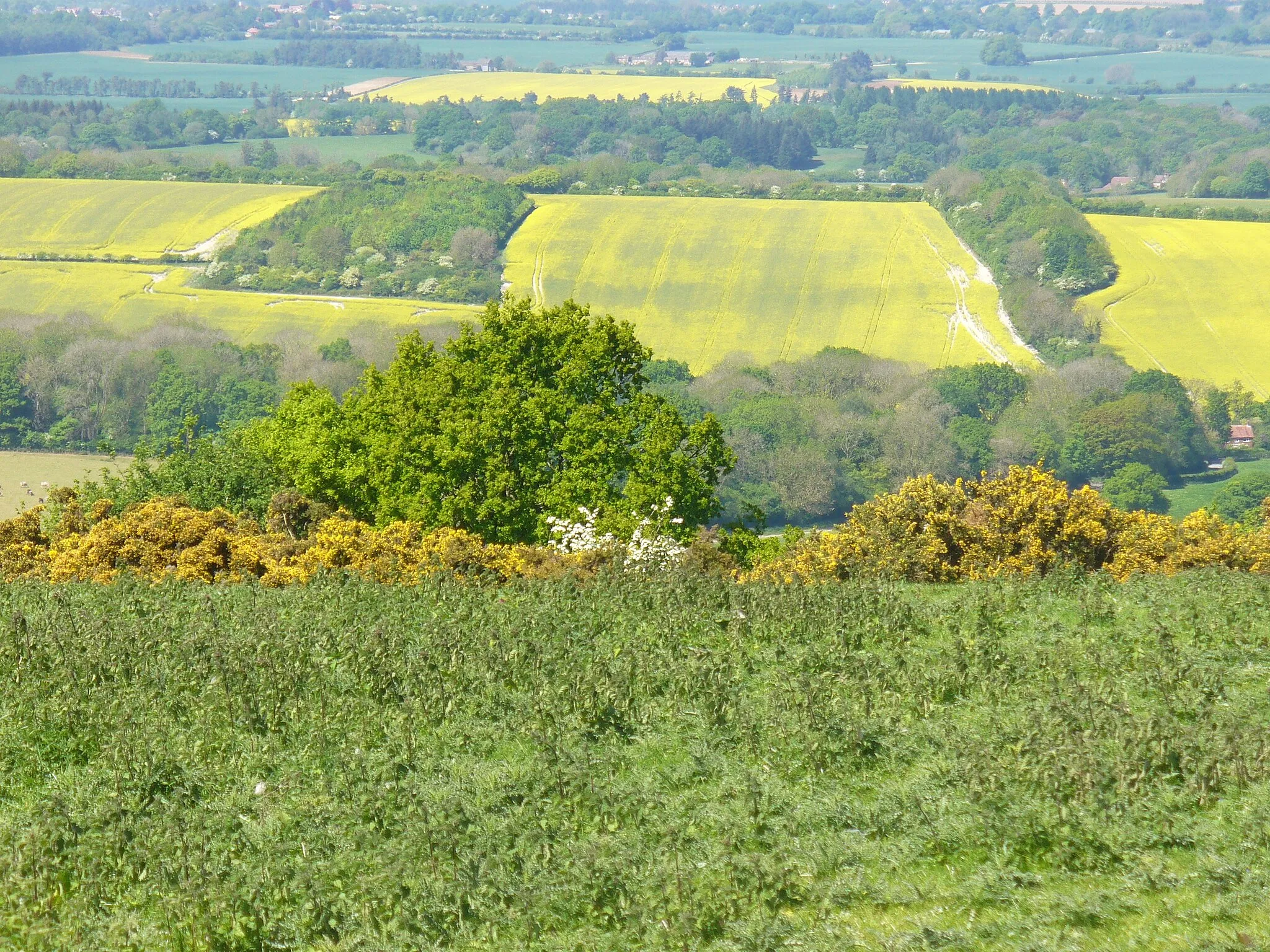 Photo showing: View from Inkpen Hill
