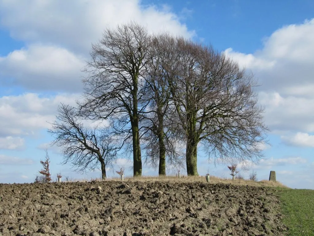 Photo showing: Beech trees on Brightwell Barrow, Oxfordshire