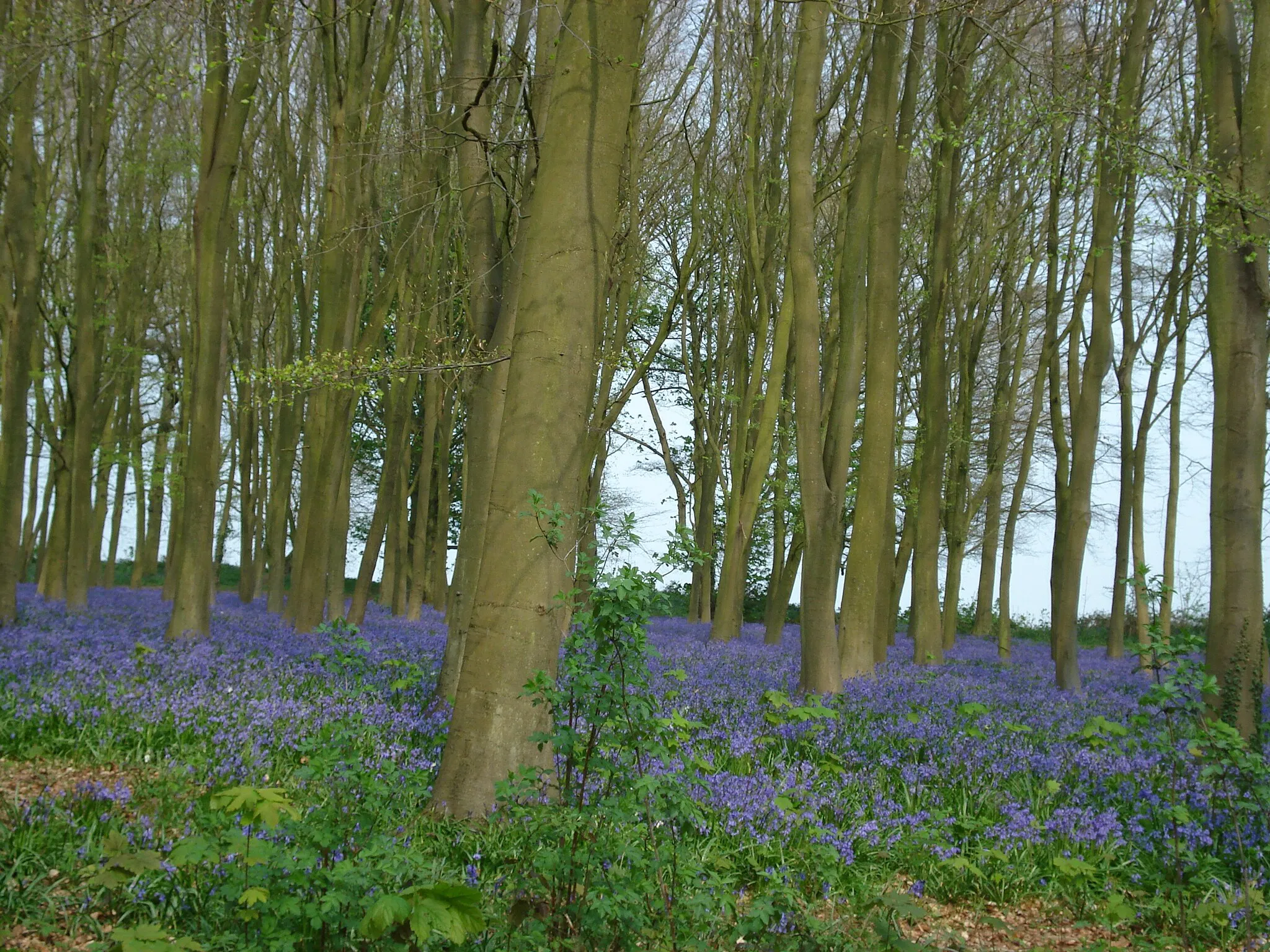 Photo showing: Bradbury Hill Fort