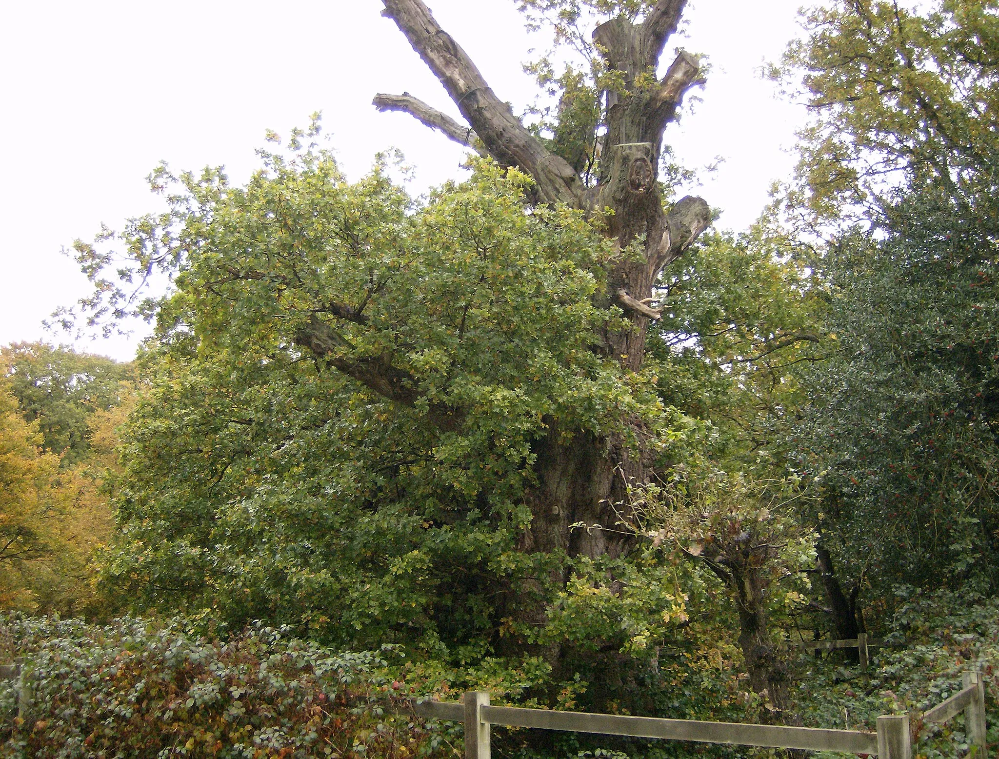 Photo showing: Druids Oak Burnham Beeches