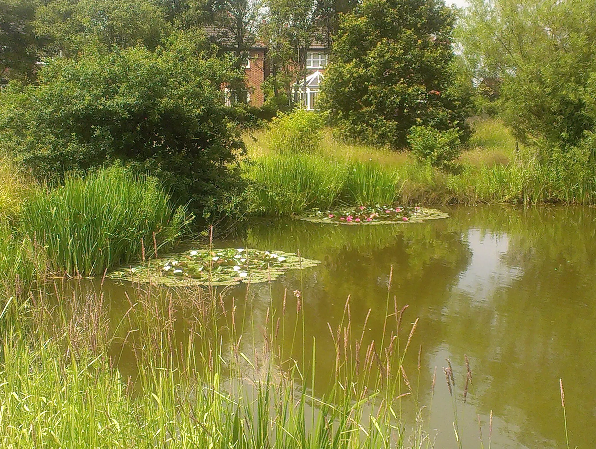 Photo showing: Fishing Pond, Pickmere