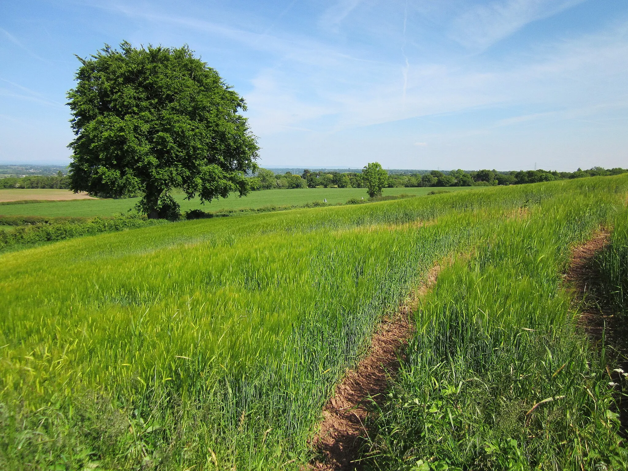 Photo showing: A field at Newtonbank Farm