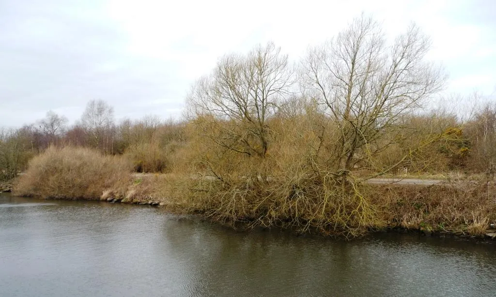 Photo showing: Canalside trees, east of Thelwall Ferry